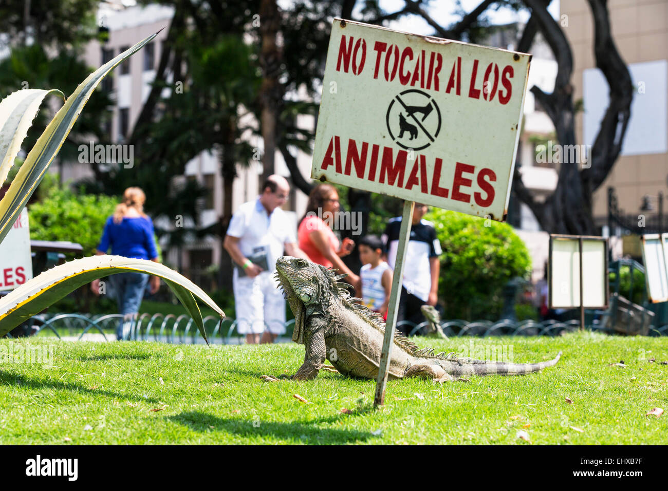 Ecuador Guayaquil, Parque Seminario, iguana verde sul manto erboso Foto Stock