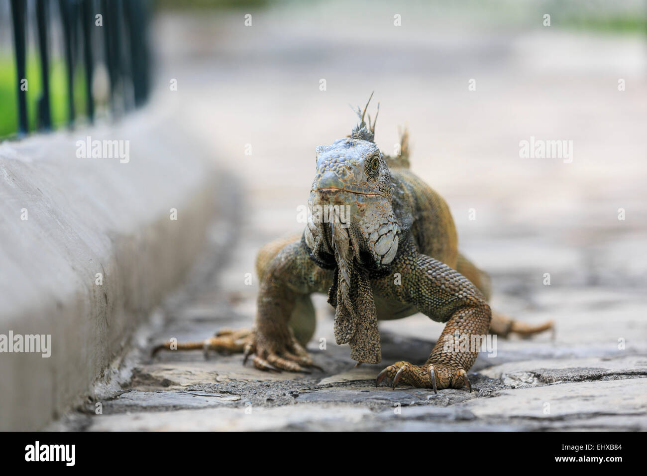 Ecuador Guayaquil, Parque Seminario, iguana verde Foto Stock