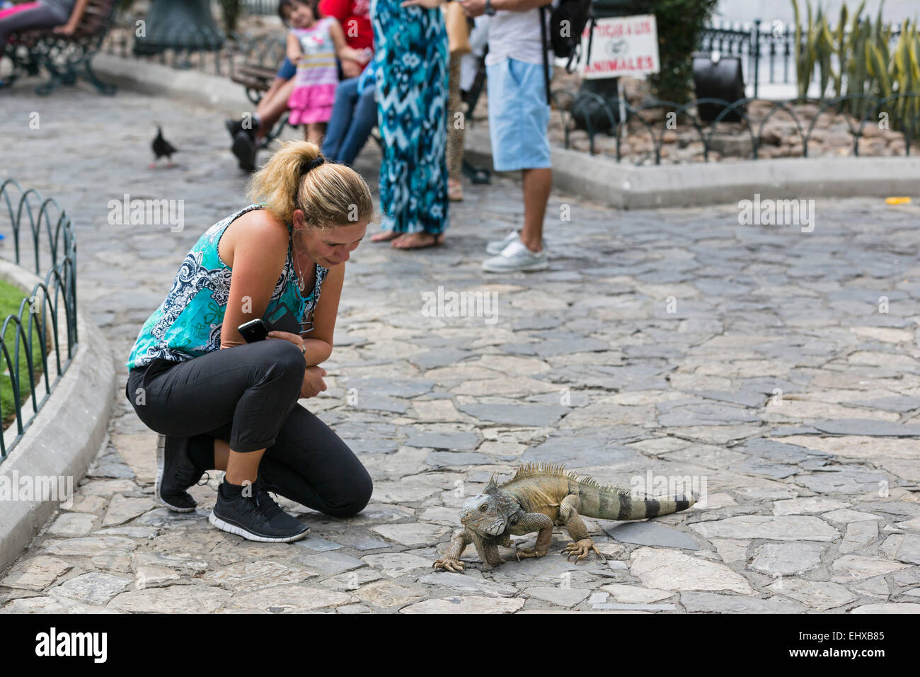 Ecuador Guayaquil, Parque Seminario, turista femminile la visione di iguana verde Foto Stock