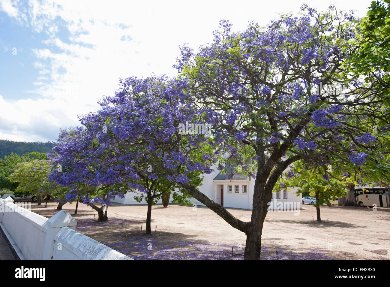 Viola germogliare fiori sul blu (Jacaranda Jacaranda mimosifolia) alberi, Franschhoek, Sud Africa Foto Stock