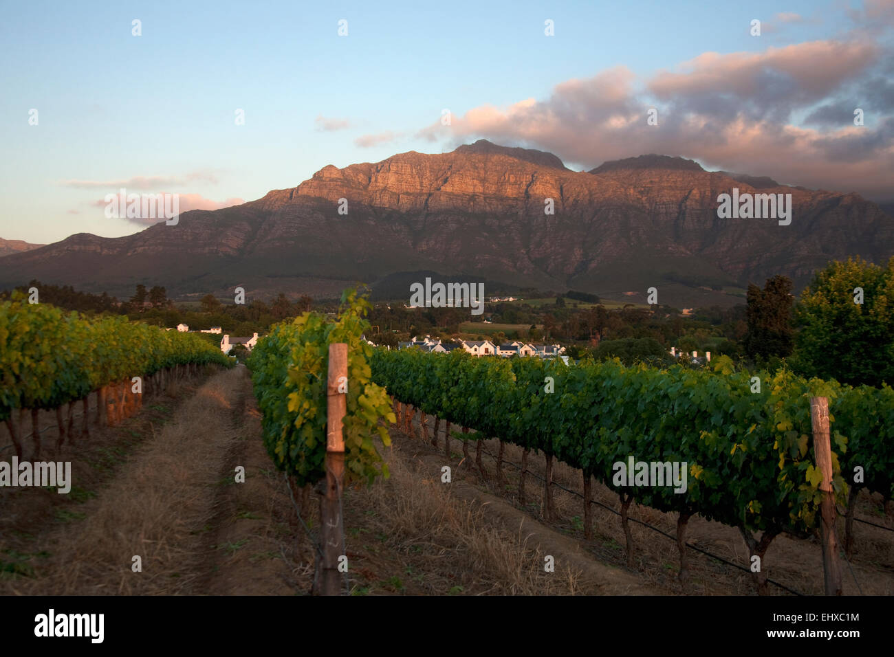Vigne in un vigneto, Stellenbosch, Provincia del Capo Occidentale, Sud Africa Foto Stock