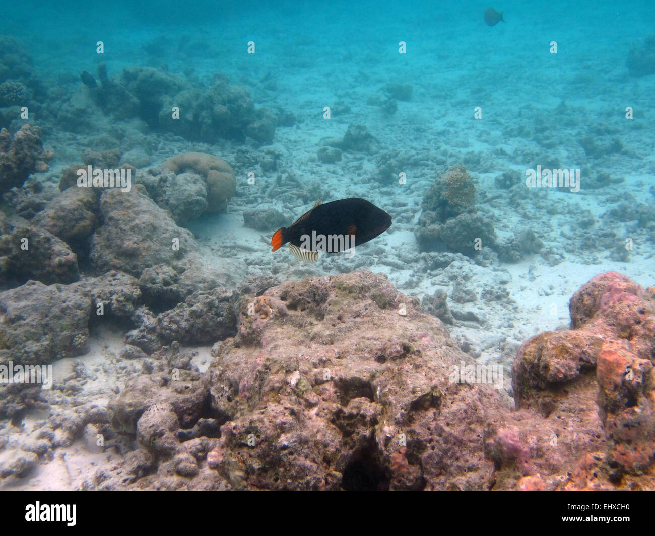 Una striscia arancione Trigger pesce che nuota su corallo Acropora nelle Maldive Foto Stock