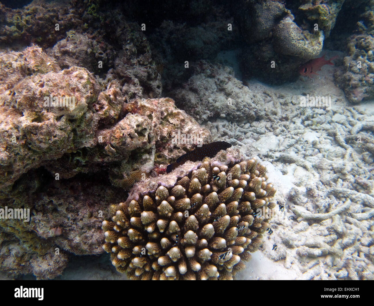 I capretti squaretail cernia corallina su di una scogliera di corallo nelle Maldive Foto Stock
