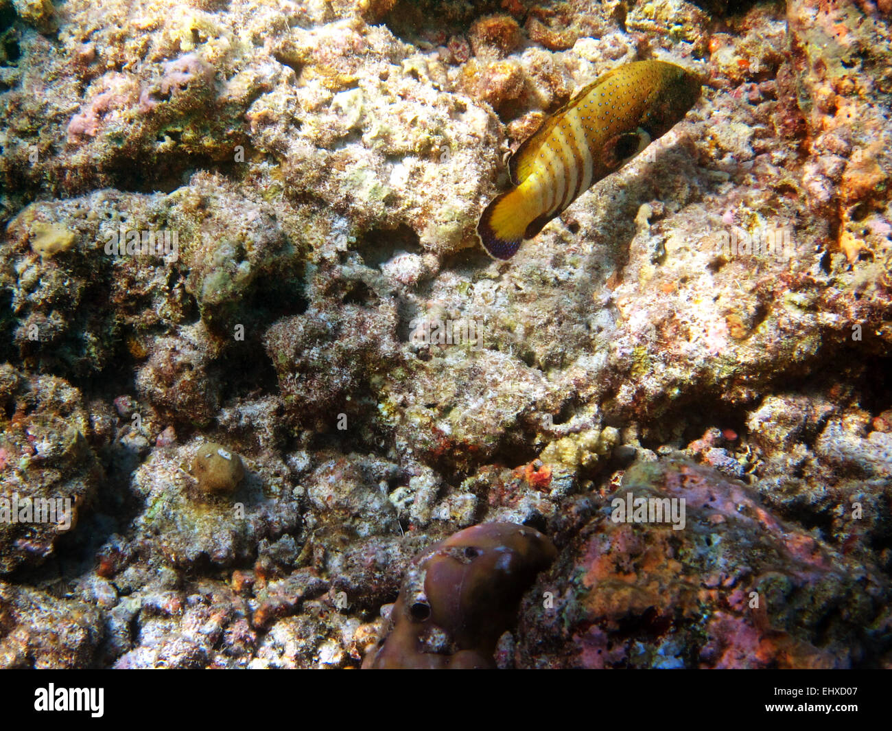 Peacock Rock Cod su una barriera corallina alle Maldive Foto Stock