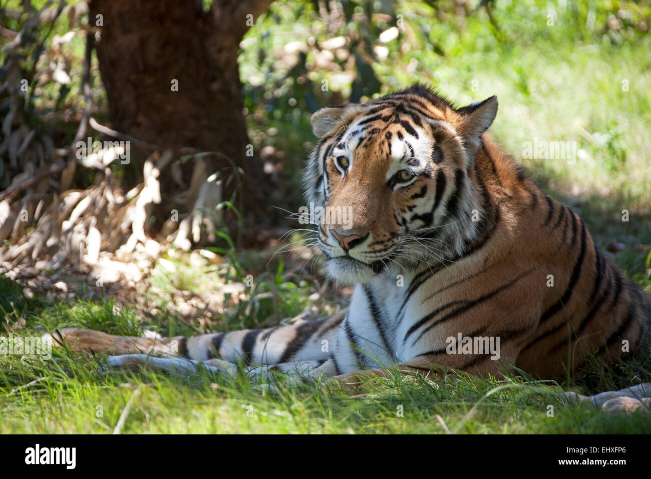 Tiger (Panthera tigris) giace all'ombra, Sud Africa Foto Stock