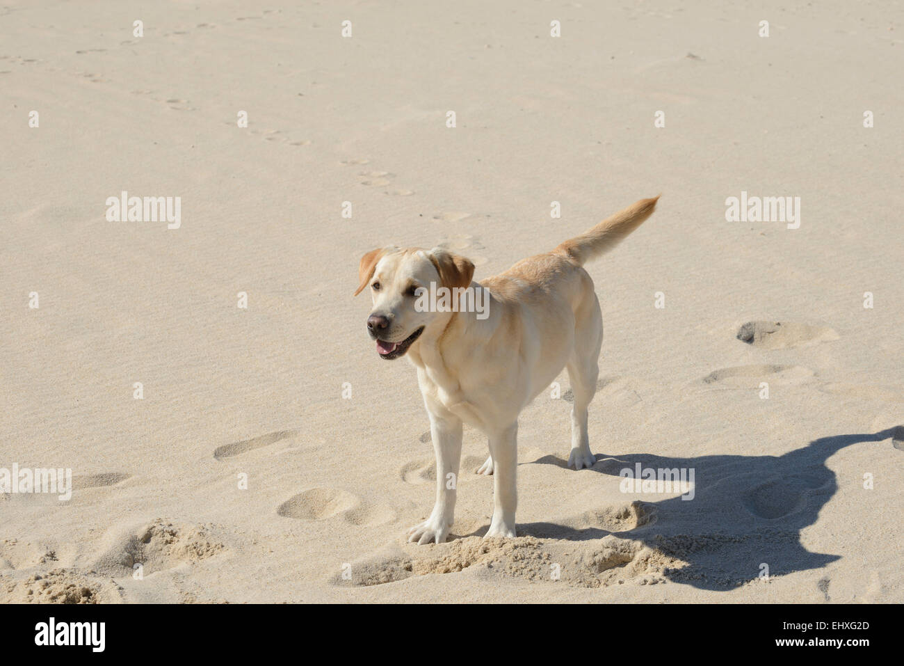 Giallo Labrador Retriever in spiaggia Foto Stock
