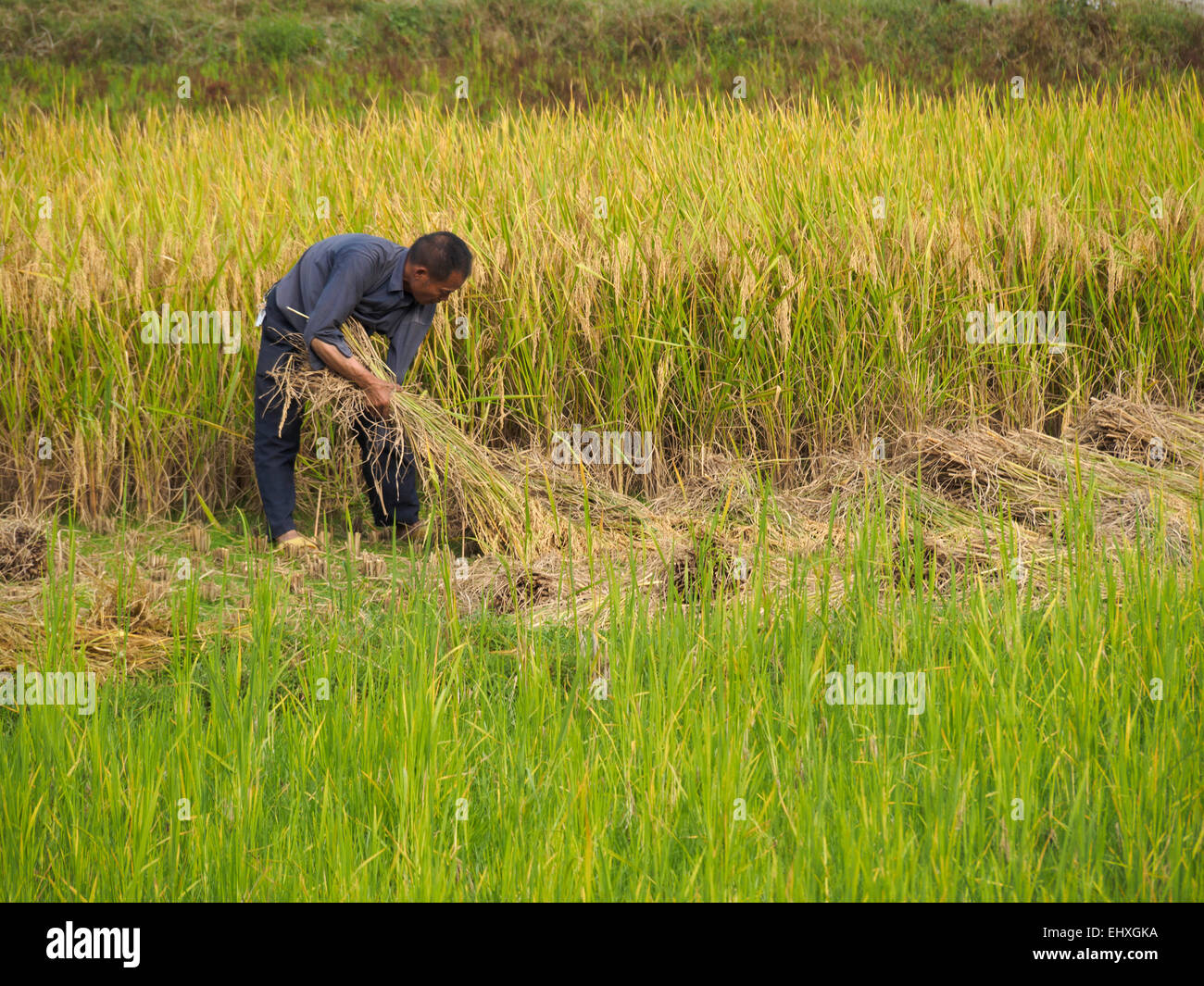 Uomo cinese a lavorare in una fattoria Foto Stock
