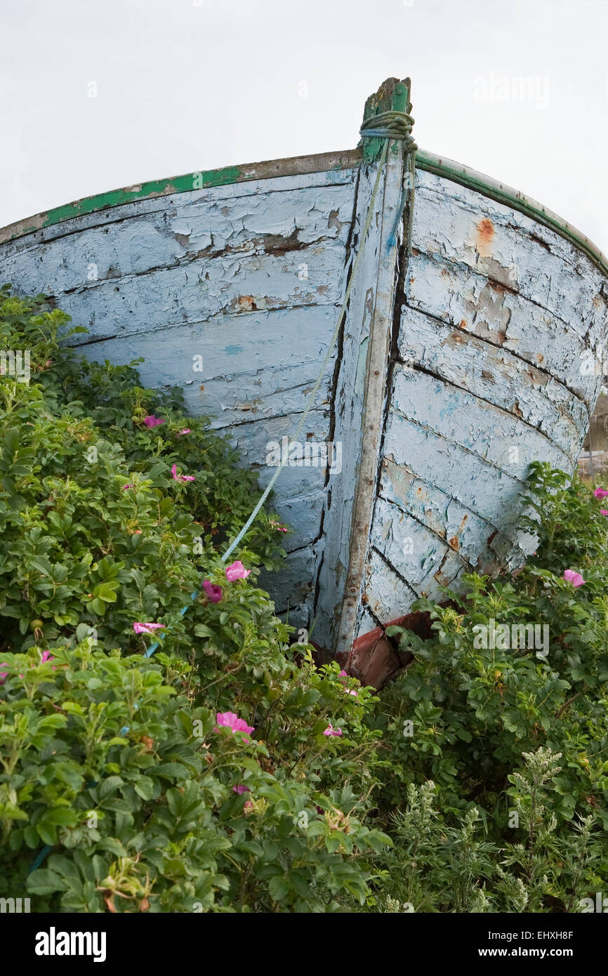 Obsoleta barca 'parcheggiato' in rose canine. Spazio di copia Foto Stock