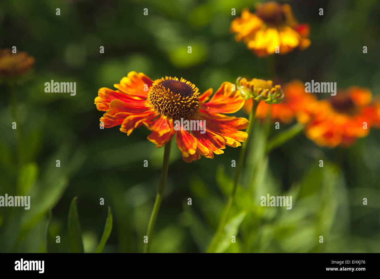 Piante e fiori, Sneezeweed, Close up di colore arancio Helenium Moerheim Beauty Flowerhead. Foto Stock