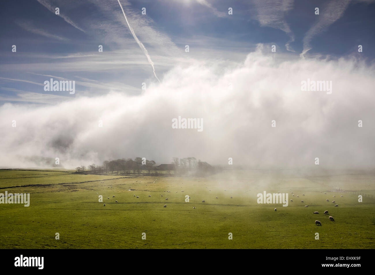 Nebbia di mattina allontanando dai campi nei pressi di Castleton in Peak District. Pecore al pascolo verde della terra. Foto Stock