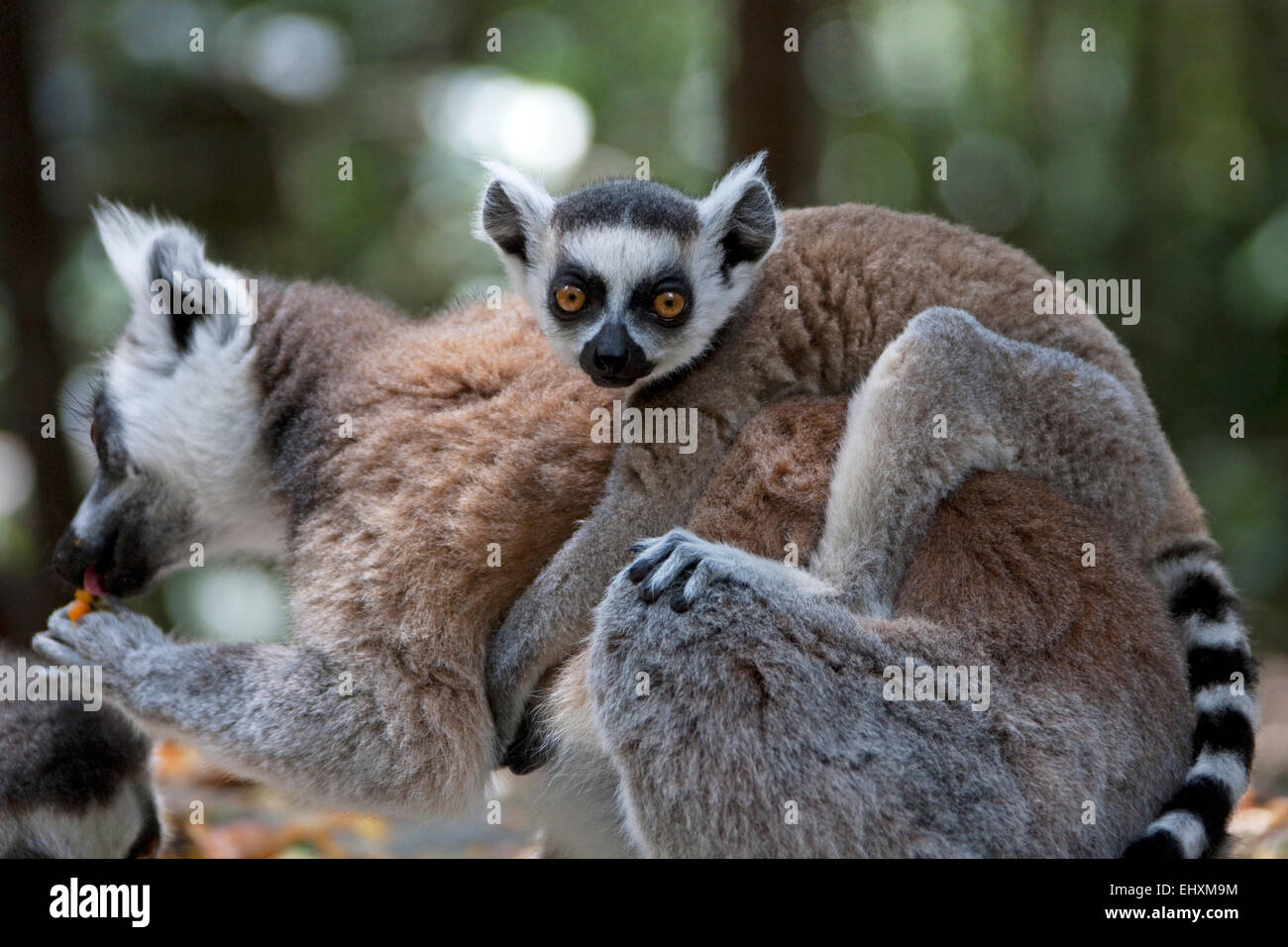 Anello-tailed Lemur (Lemur catta) con il bambino sulla schiena, Sud Africa Foto Stock