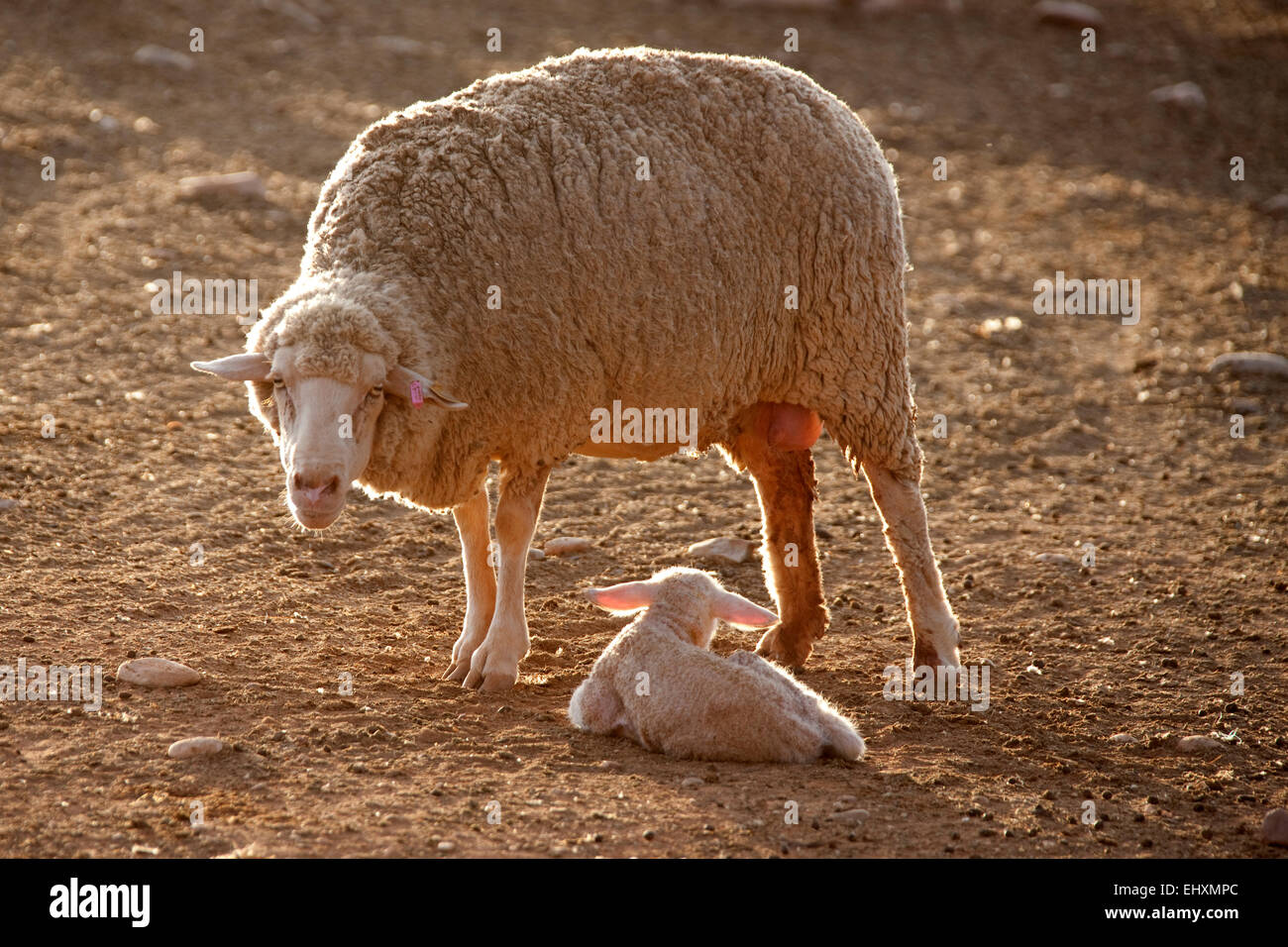 Madre di Pecora con agnello neonato, Sud Africa Foto Stock