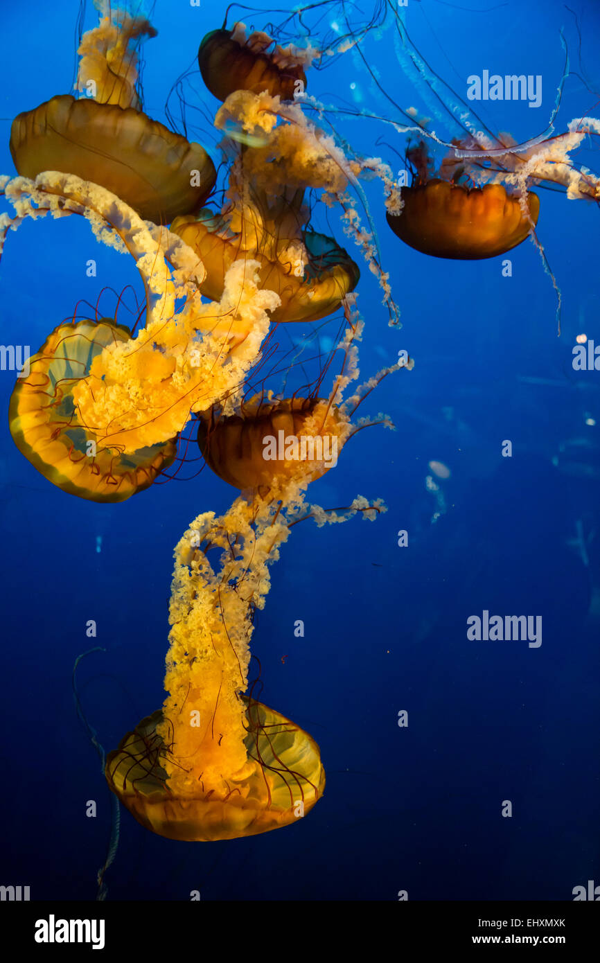 Canada Vancouver Aquarium, Malva meduse stinger Foto Stock