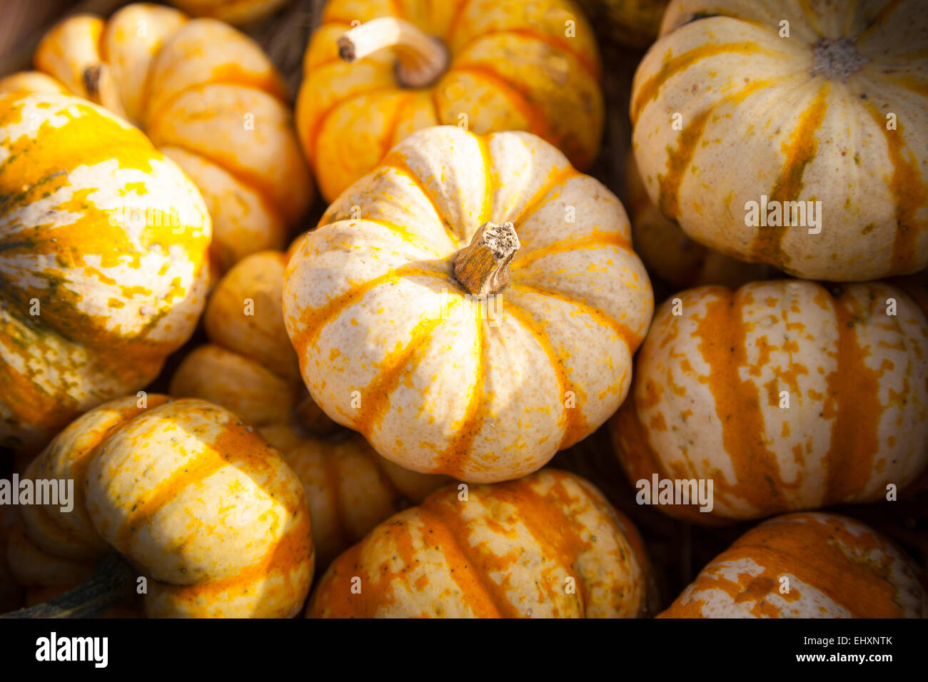 Zucca (Cucurbita) sulla vendita per Halloween, Baviera, Germania Foto Stock