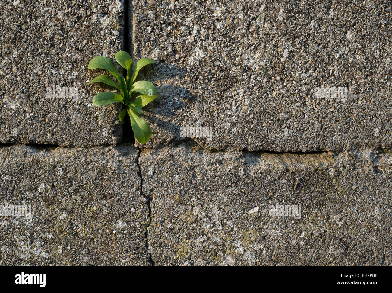Piccola pianta che cresce a distanza di una parete Foto Stock