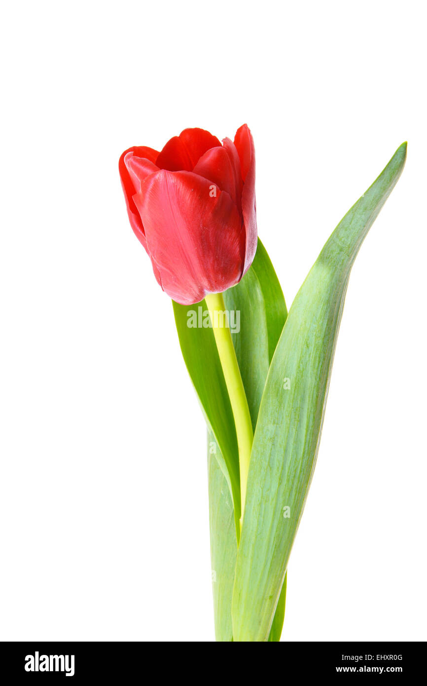 Bel rosso tulipano. Isolato Foto Stock