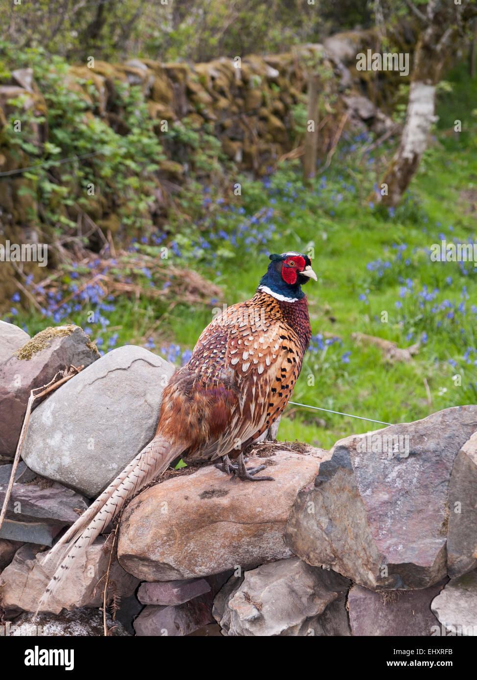 Fagiano maschio (Phasianus colchicus) in piedi a secco su un muro di pietra con bluebells in un campo nella primavera del paese lato. La Scozia, Regno Unito, Gran Bretagna Foto Stock