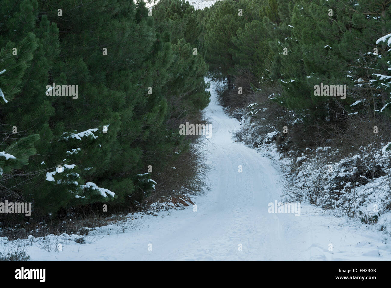 Inverno sentiero forestale in montagna Aitana Foto Stock