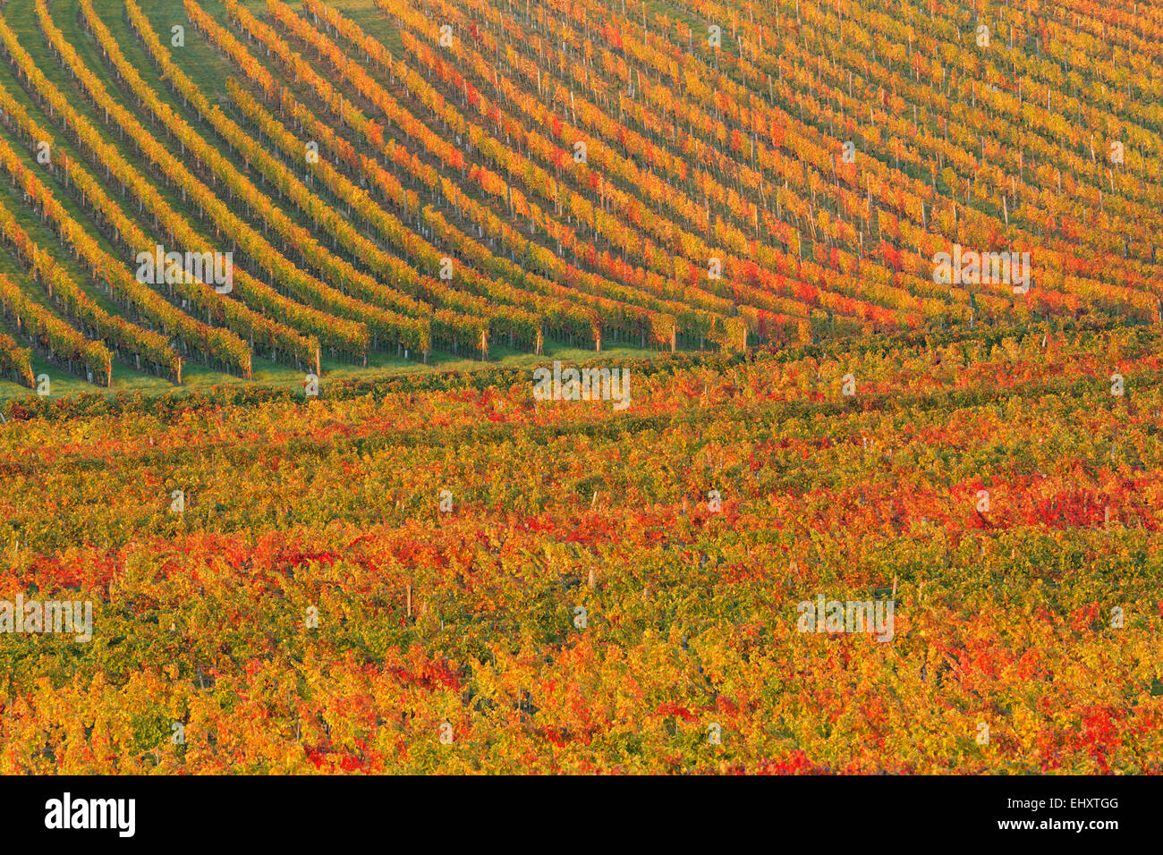 Austria, Burgenland, Oberpullendorf distretto, Blaufraenkischland, Neckenmarkt, vigneto in autunno Foto Stock