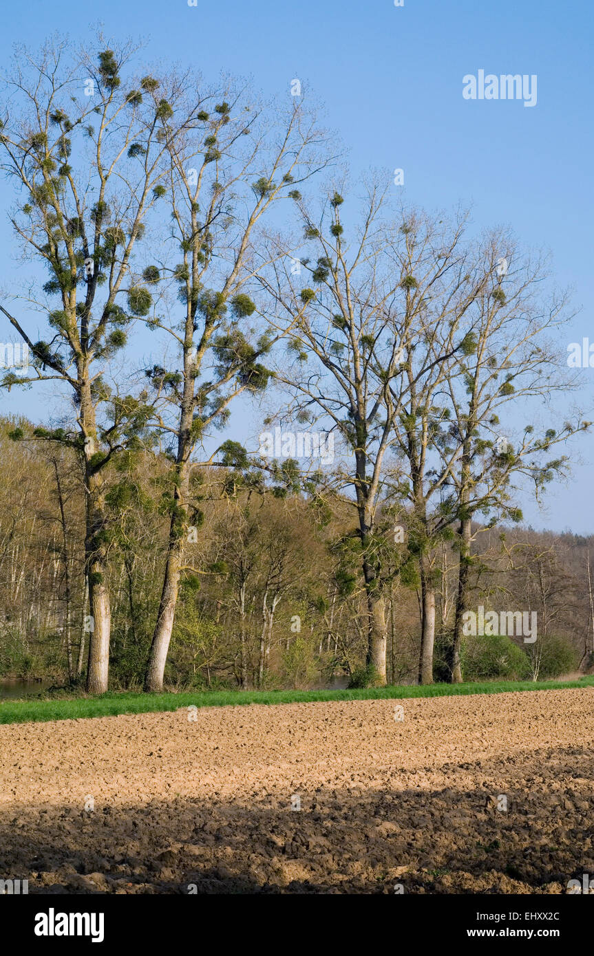 Vischio europeo / vischio comune (Viscum album), hemiparasite crescente sui pioppi confinante con campo in primavera Foto Stock