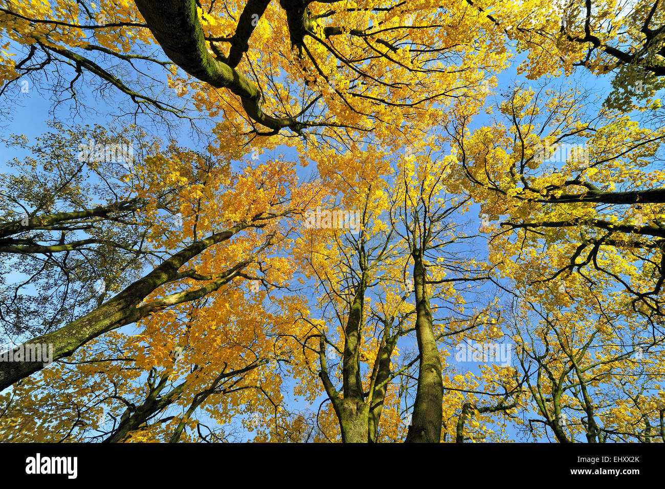 Caduta delle Foglie di Norvegia alberi di acero (Acer platanoides) in giallo i colori autunnali contro il cielo blu nella foresta Foto Stock