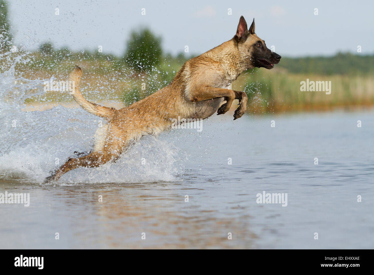 Pastore belga Malinois cane adulto salta in acqua Germania Foto Stock