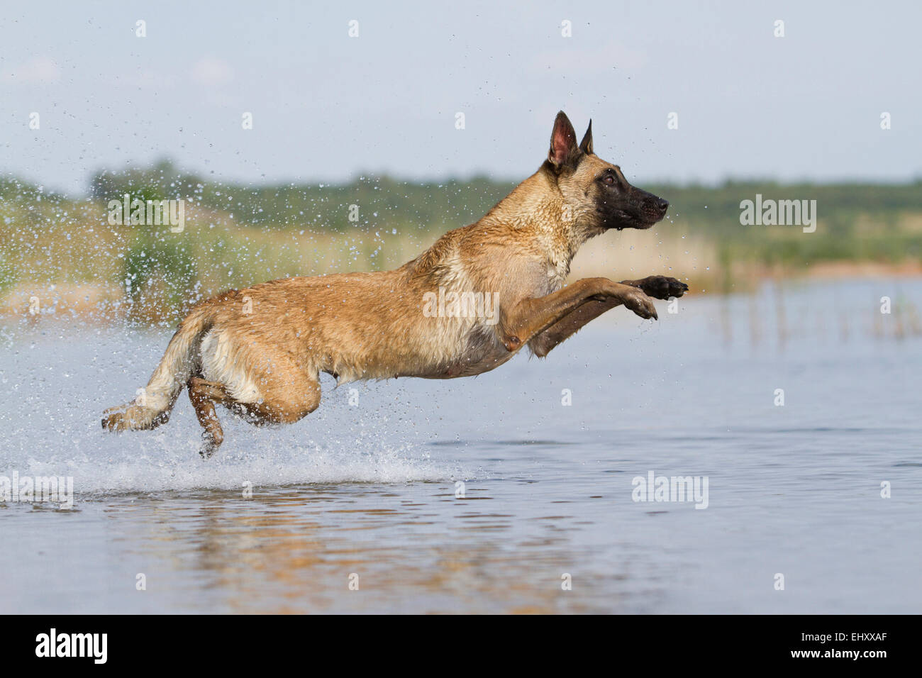 Pastore belga Malinois cane adulto salta in acqua Foto Stock