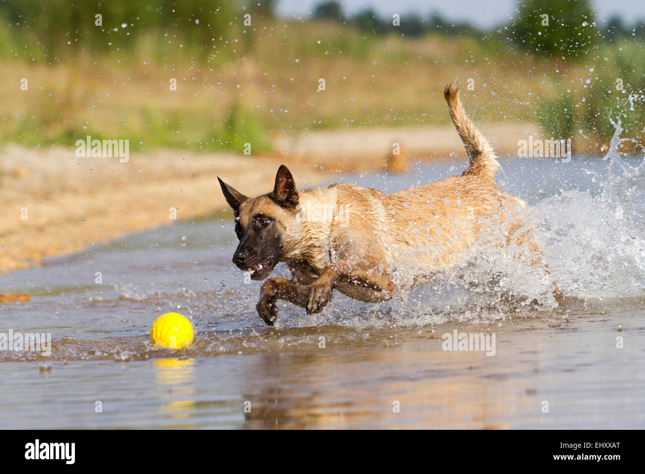 Pastore belga Malinois cane adulto in esecuzione attraverso l acqua per recuperare la sfera della Germania Foto Stock