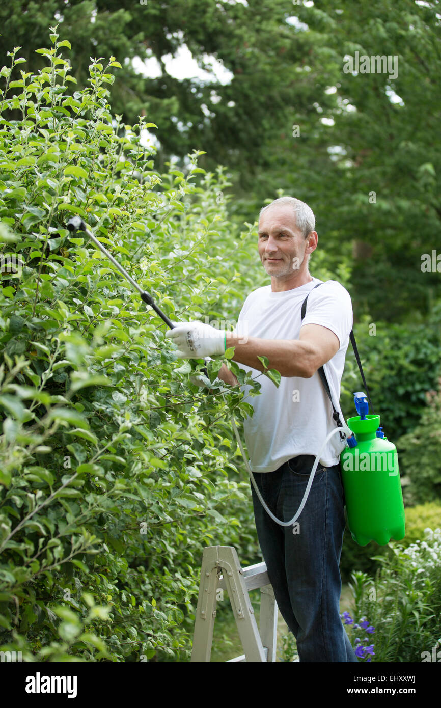 L'uomo irrorazione di prodotti fitosanitari in giardino Foto Stock