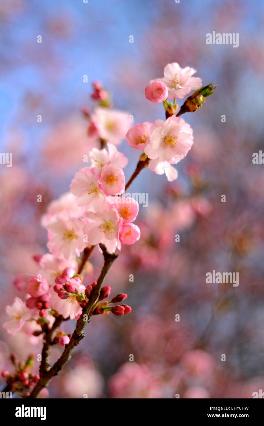 Immagine della molla del fiore rosa fiore con profondità di messa a fuoco Foto Stock