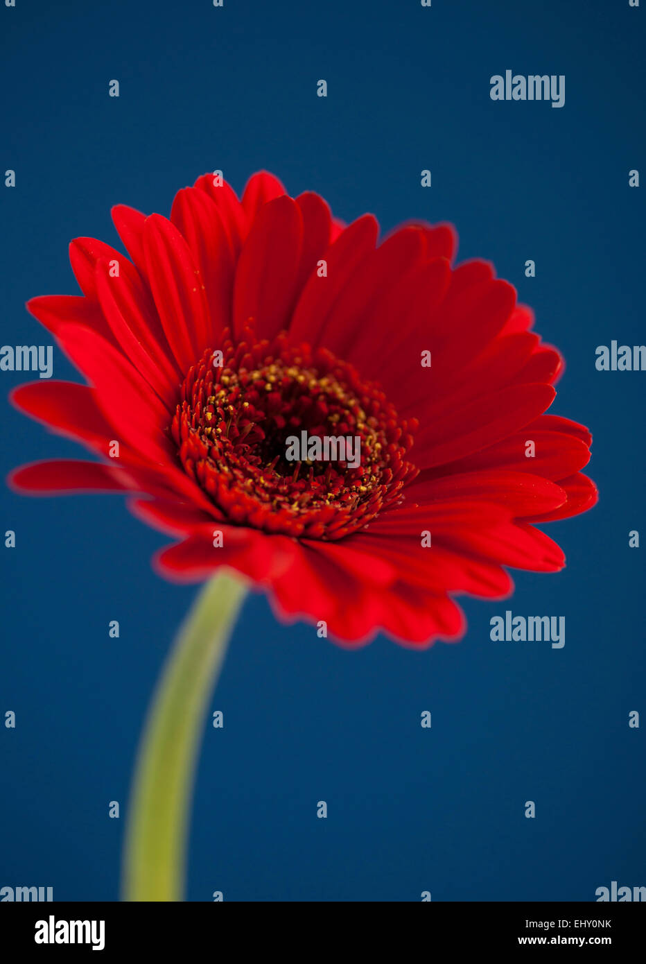 Un singolo colore rosso brillante gerbera su un contrasto sfondo blu. Foto Stock