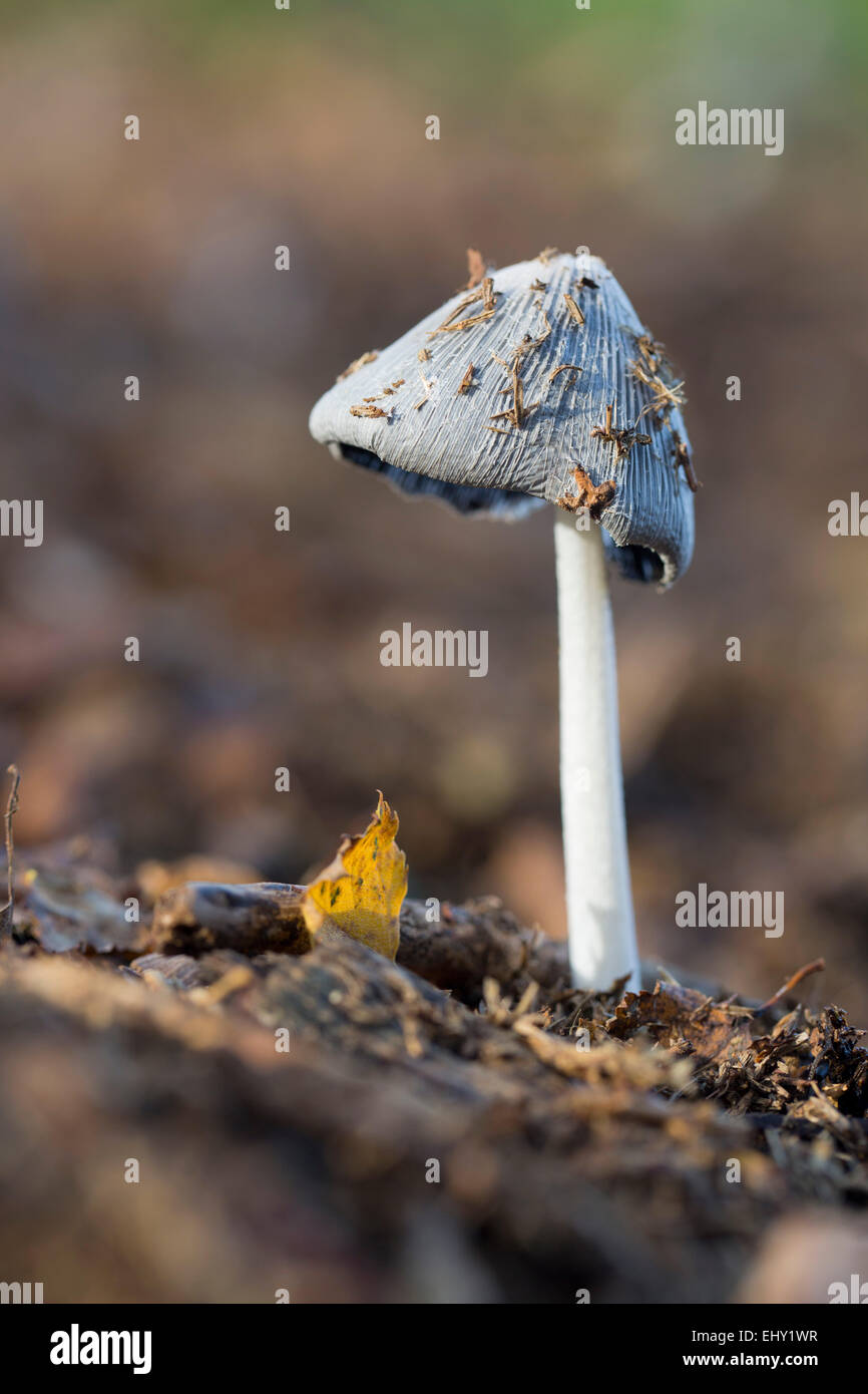 Mucchio di letame copertura di inchiostro fungo; Coprinus cinereus Berkshire, Regno Unito Foto Stock