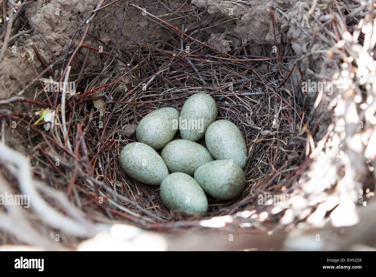 Pica pica. Il nido della Gazza in natura. Foto Stock