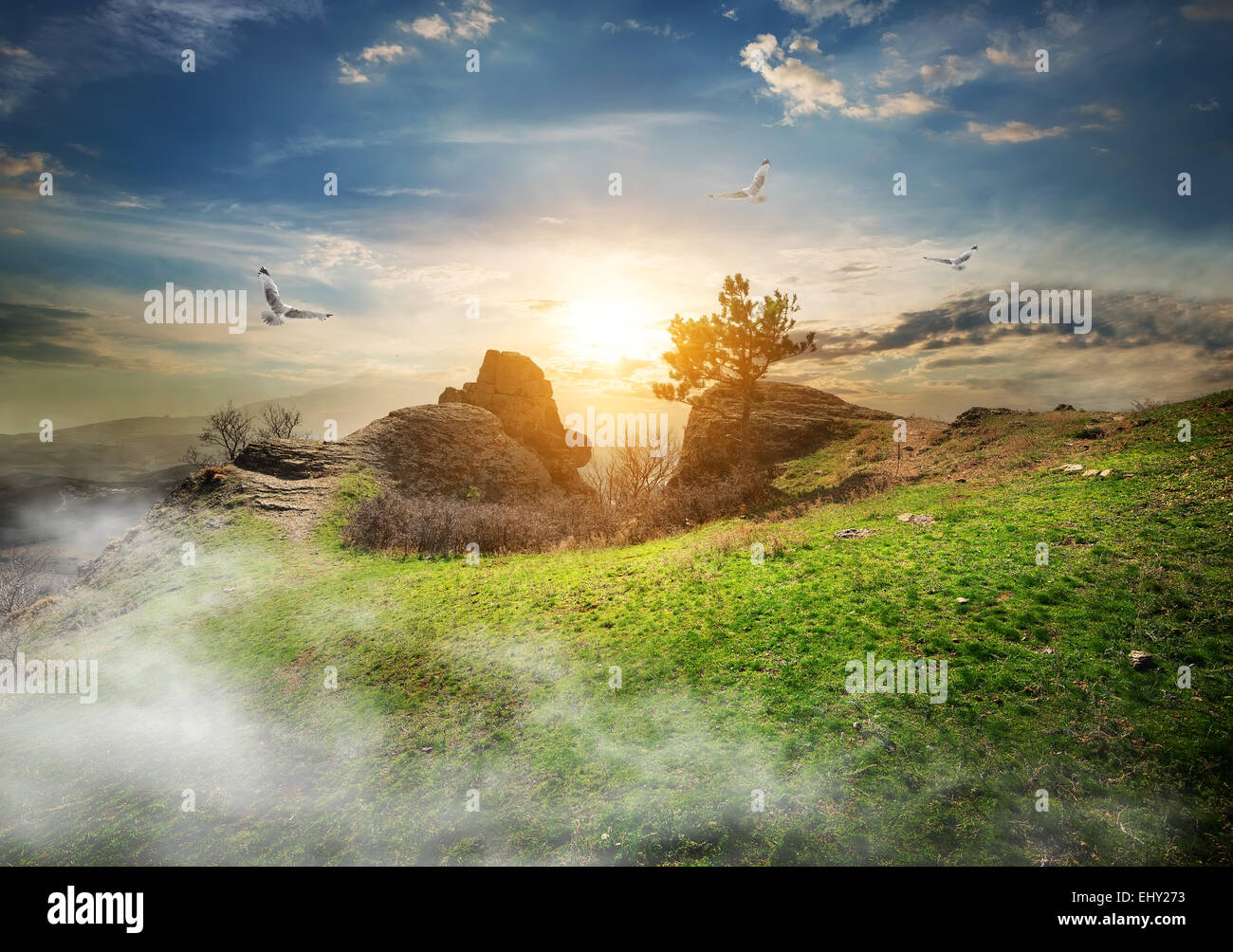 Gli uccelli su prato su una montagna di sunrise Foto Stock