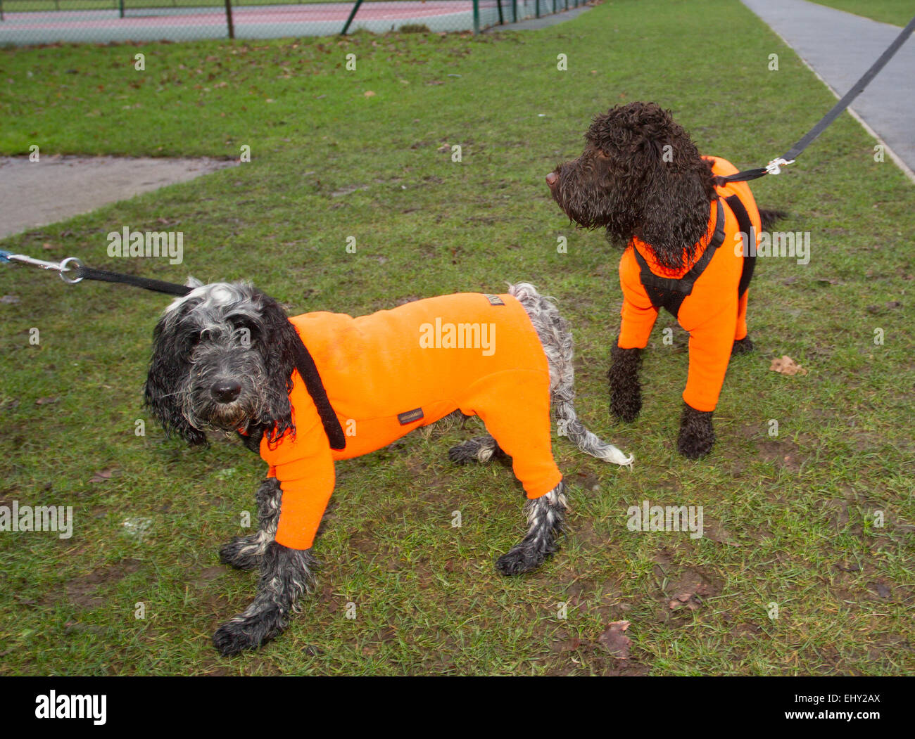 I cani in arancione dayglo giacche impermeabili riflettente Giubbotto di cane Foto Stock