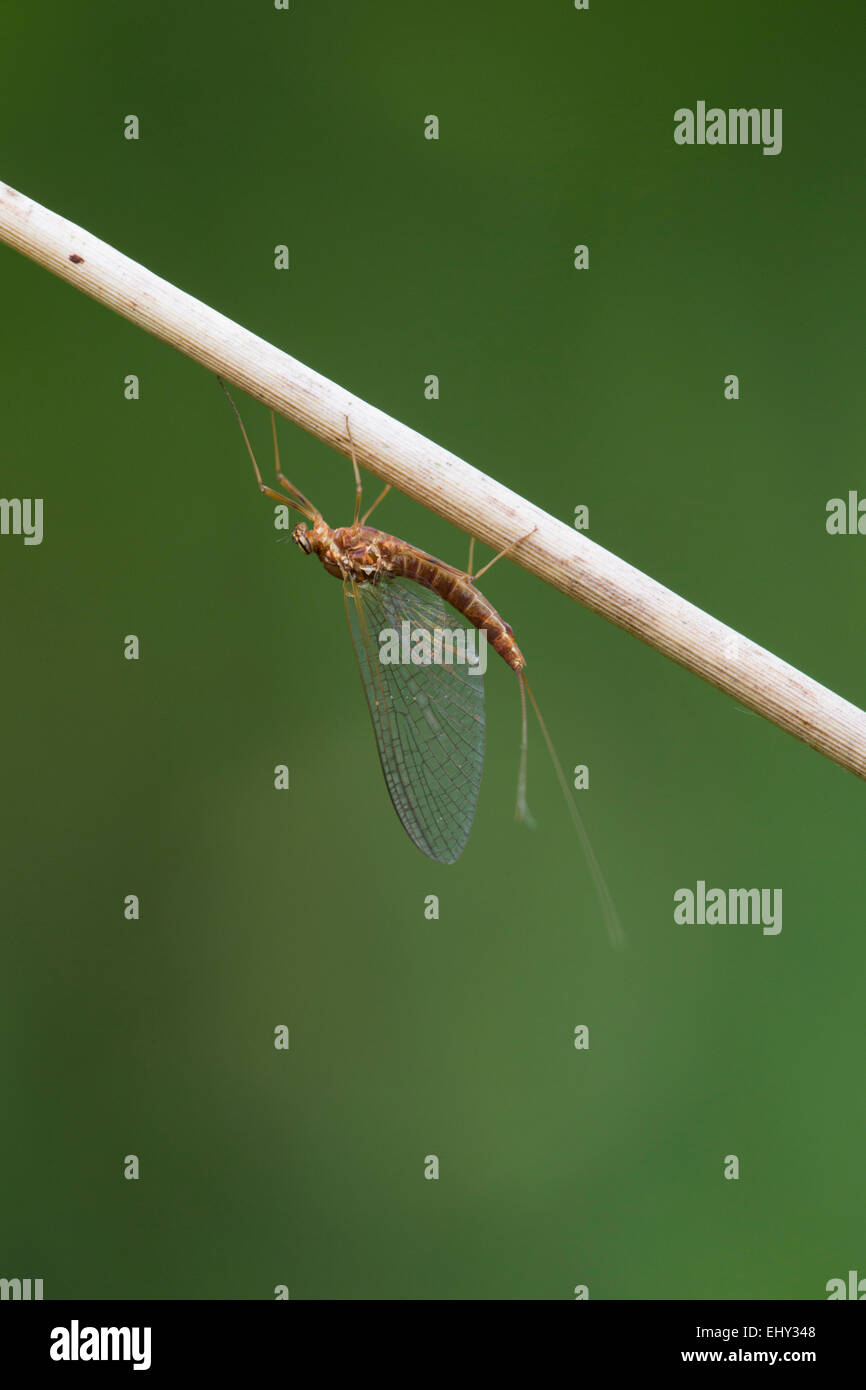 Mayfly efemerotteri singolo adulto Cornwall, Regno Unito Foto Stock