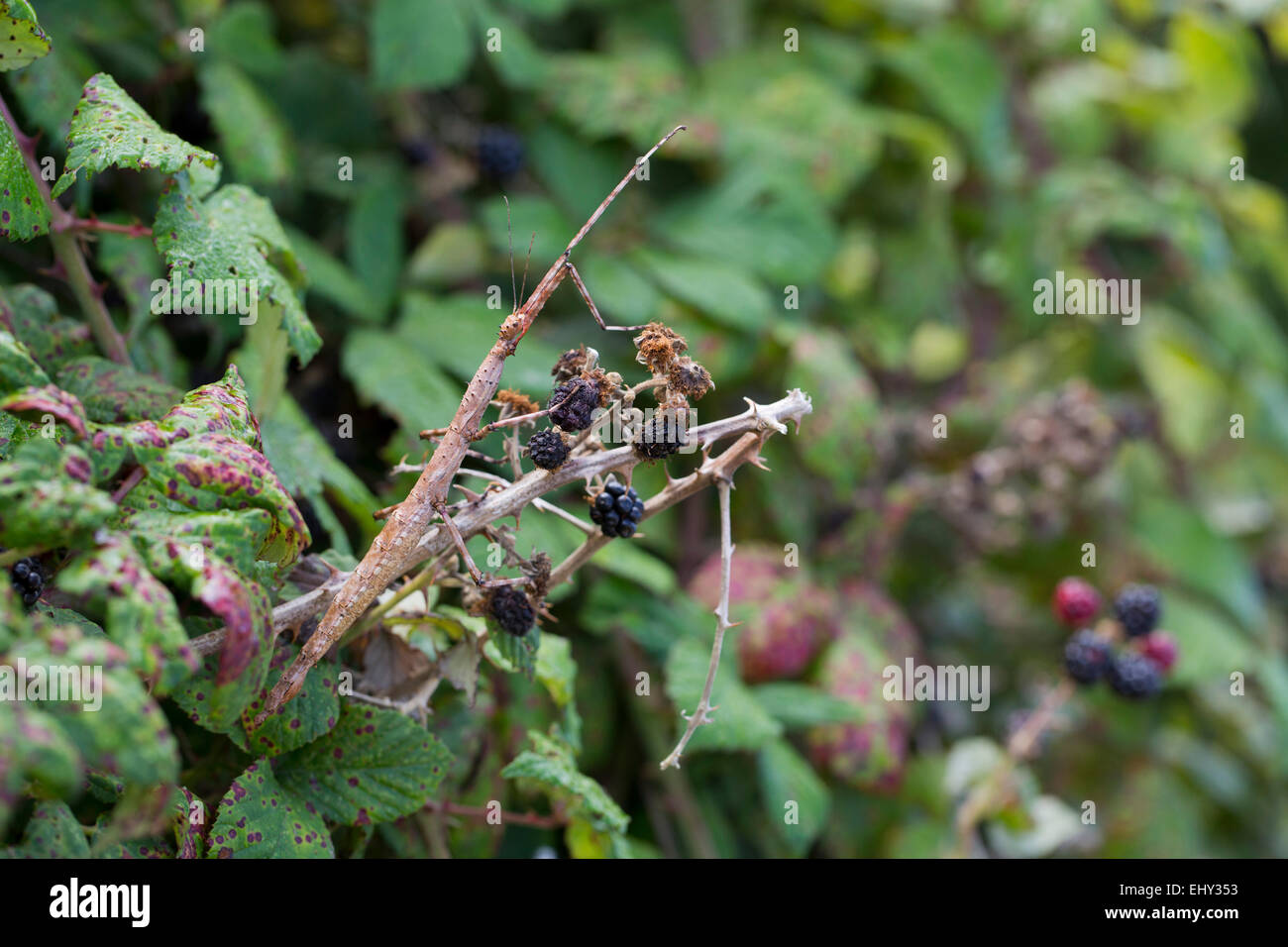 Il fico d'insetto Stick; Extatosoma tiaratum singolo su rovo; Isole Scilly; Regno Unito Foto Stock