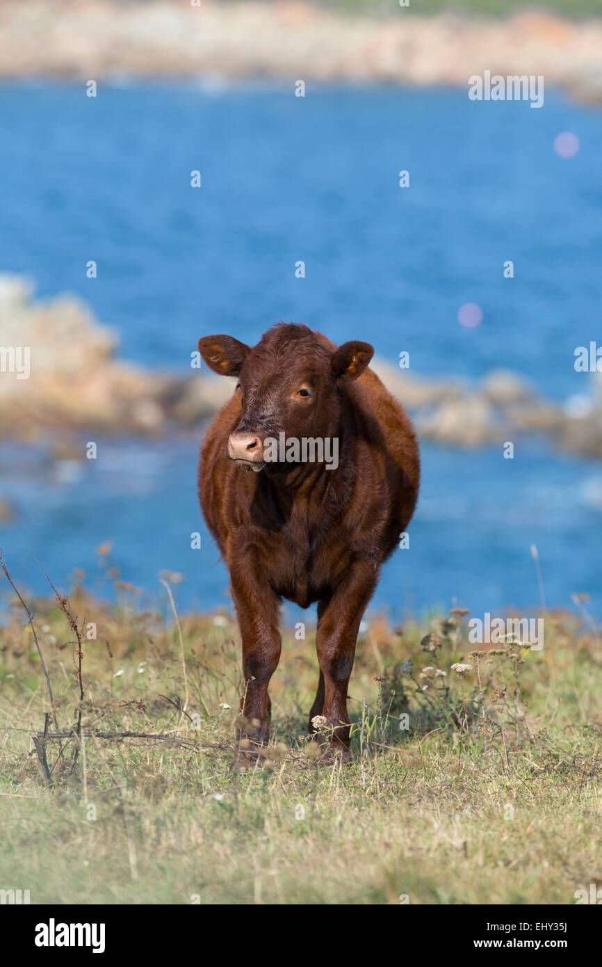 Rosso rubino Devon; Isole Scilly; Regno Unito Foto Stock