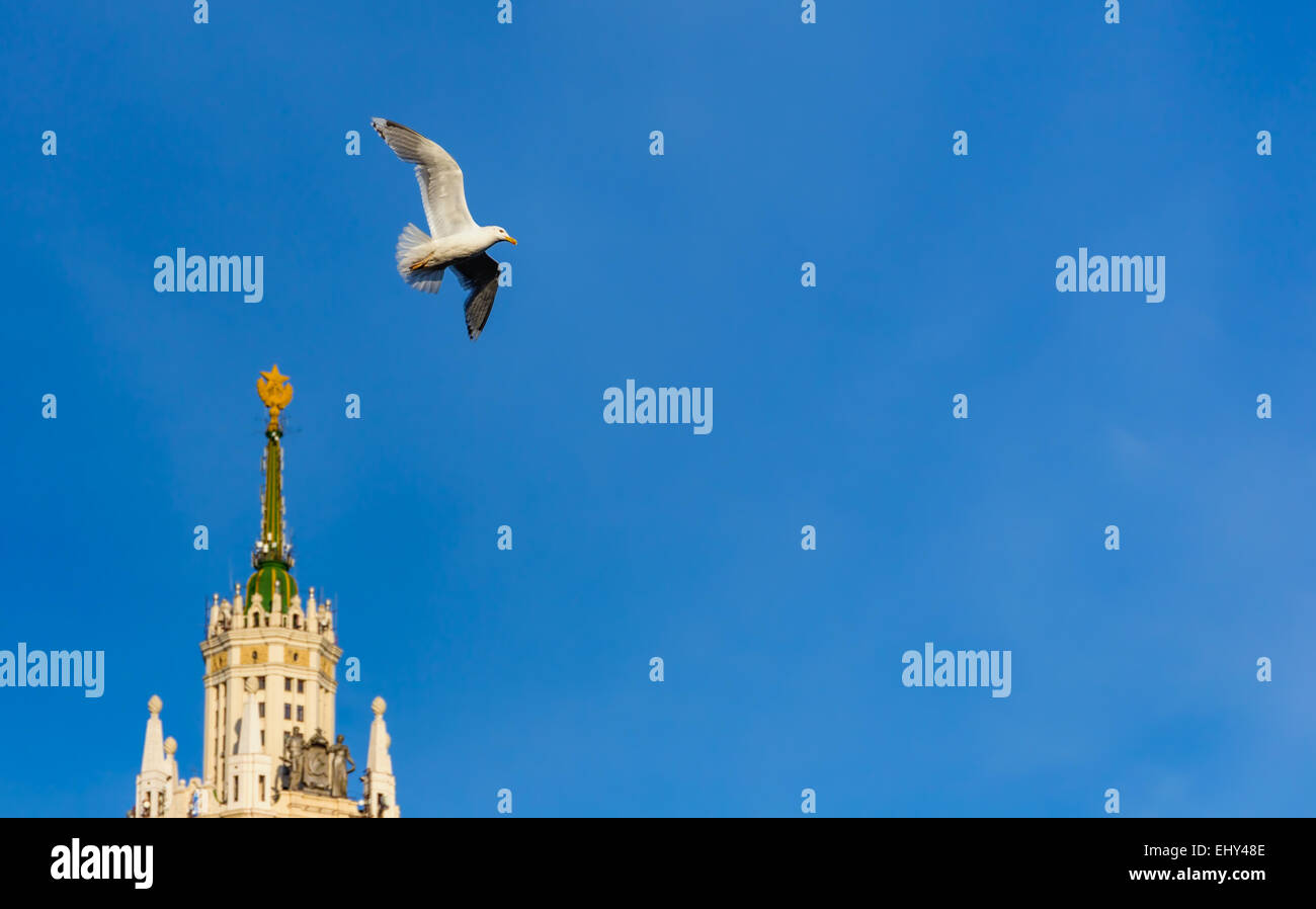 Seagull sorvolano il grattacielo sovietica a Mosca, Russia Foto Stock