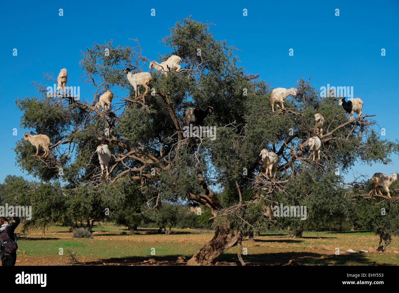 Caprini salire un albero di Argan vicino a Essaouira, Marocco, Africa del Nord Foto Stock