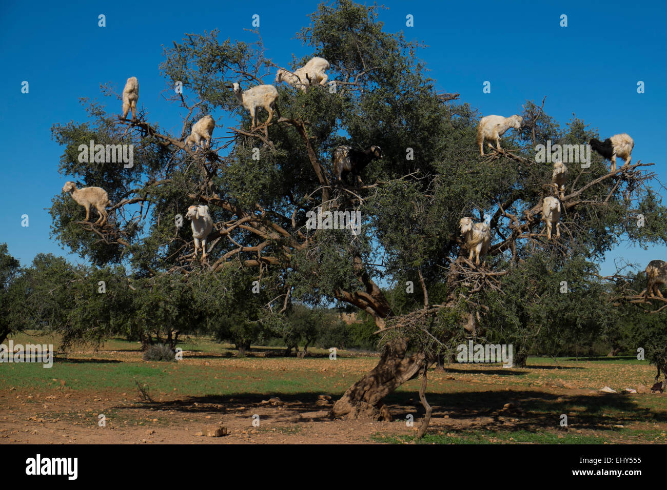 Caprini salire un albero di Argan vicino a Essaouira, Marocco, Africa del Nord Foto Stock
