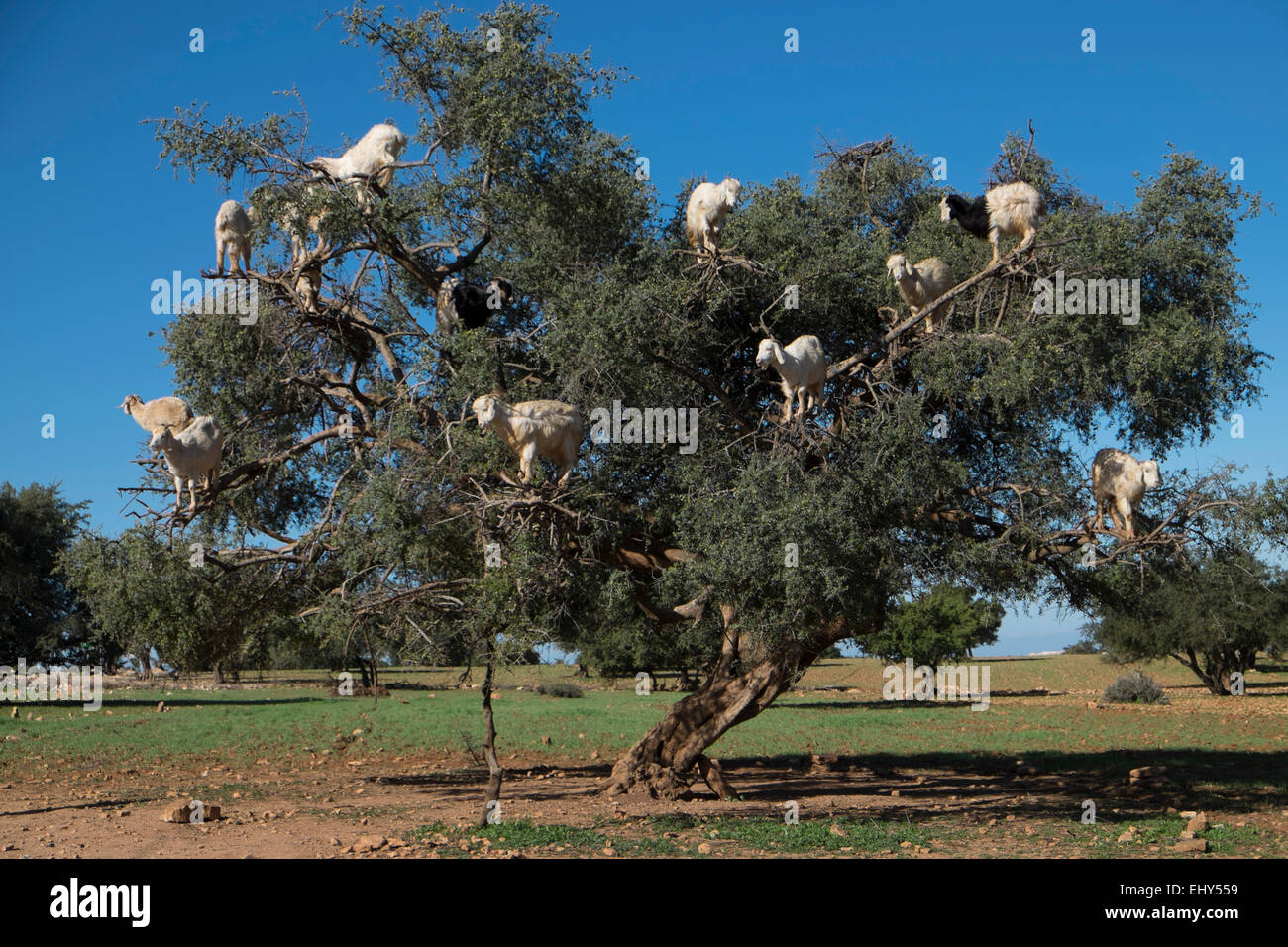 Caprini salire un albero di Argan vicino a Essaouira, Marocco, Africa del Nord Foto Stock
