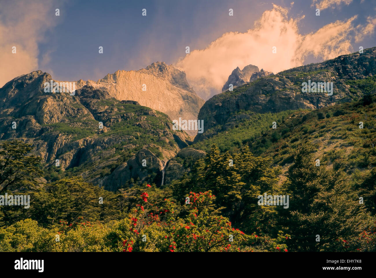 Vista panoramica di cespugli fioriti nel parco nazionale Torres del Paine in sud americana Andes Foto Stock
