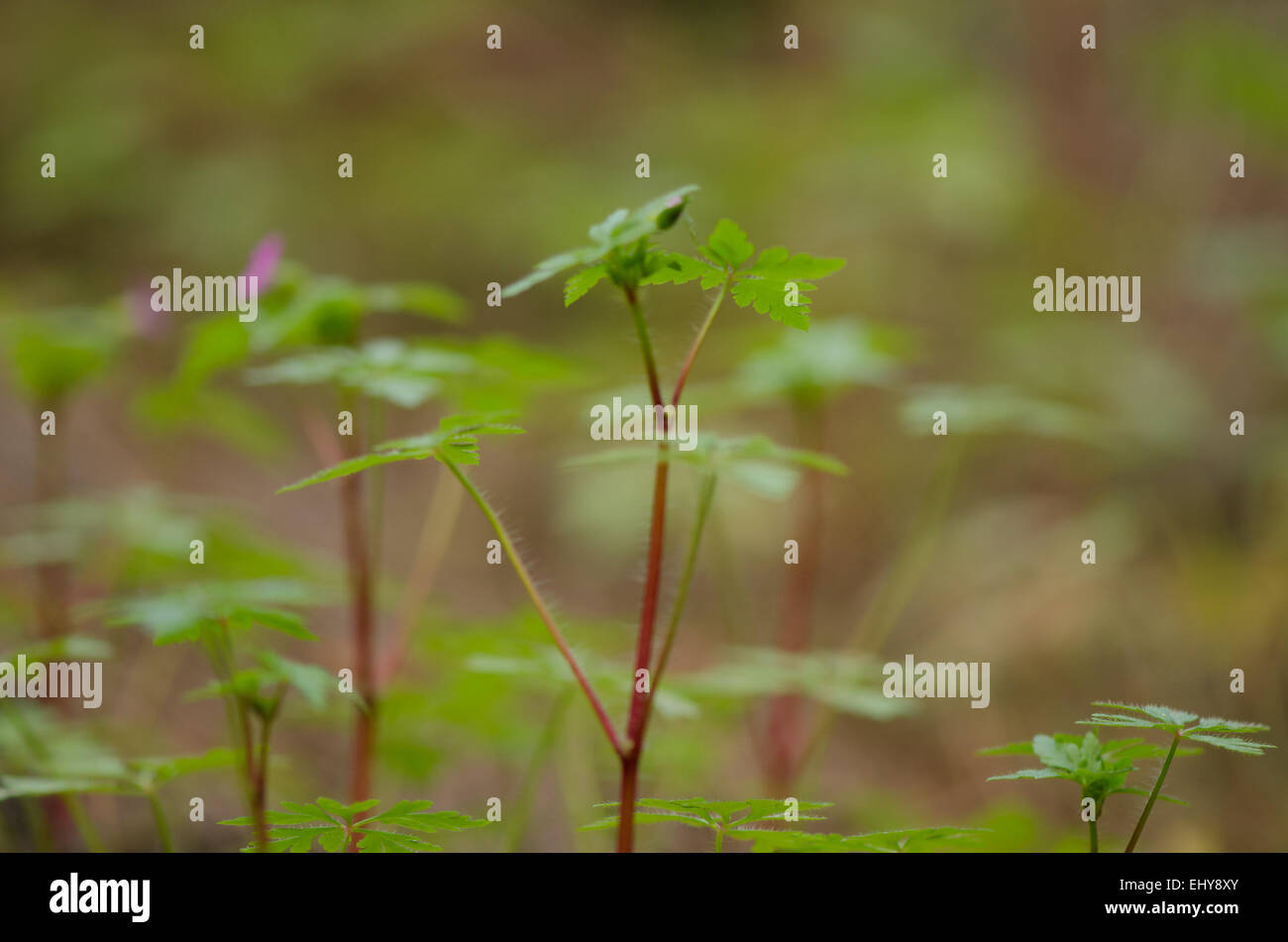 Le piante giovani germinazione in primavera Pine Forest Floor, Spagna. Foto Stock