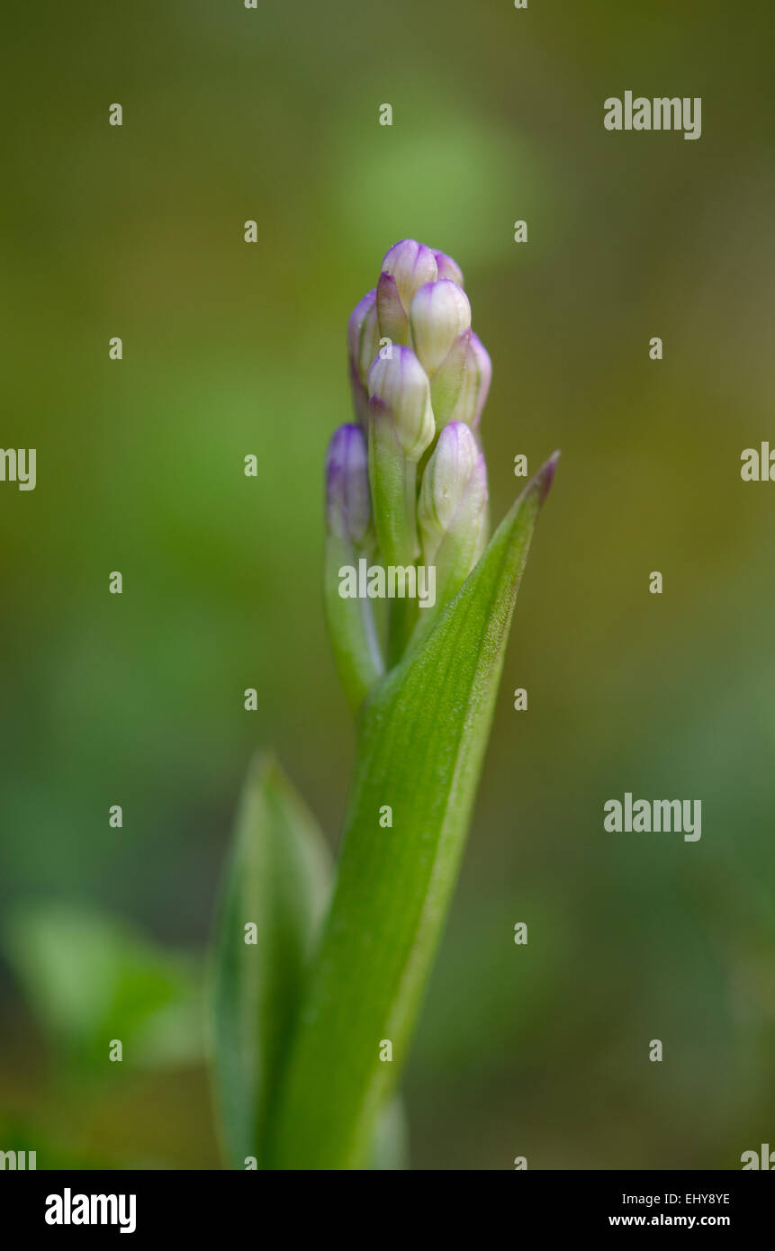 Champagne's orchid bud, Orchis champagneuxii, Andalusia, Spagna meridionale. Foto Stock