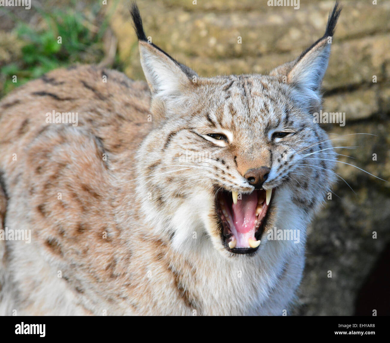 Lince europea sbadigli Foto Stock