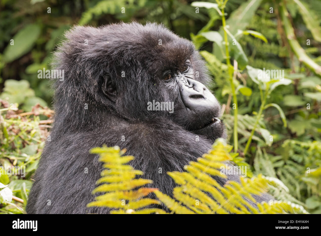 Gorilla di Montagna, Gruppo Kuryama, Ruanda Foto Stock