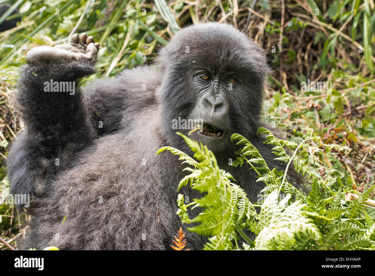 Gorilla di Montagna, Gruppo Kuryama, Ruanda Foto Stock
