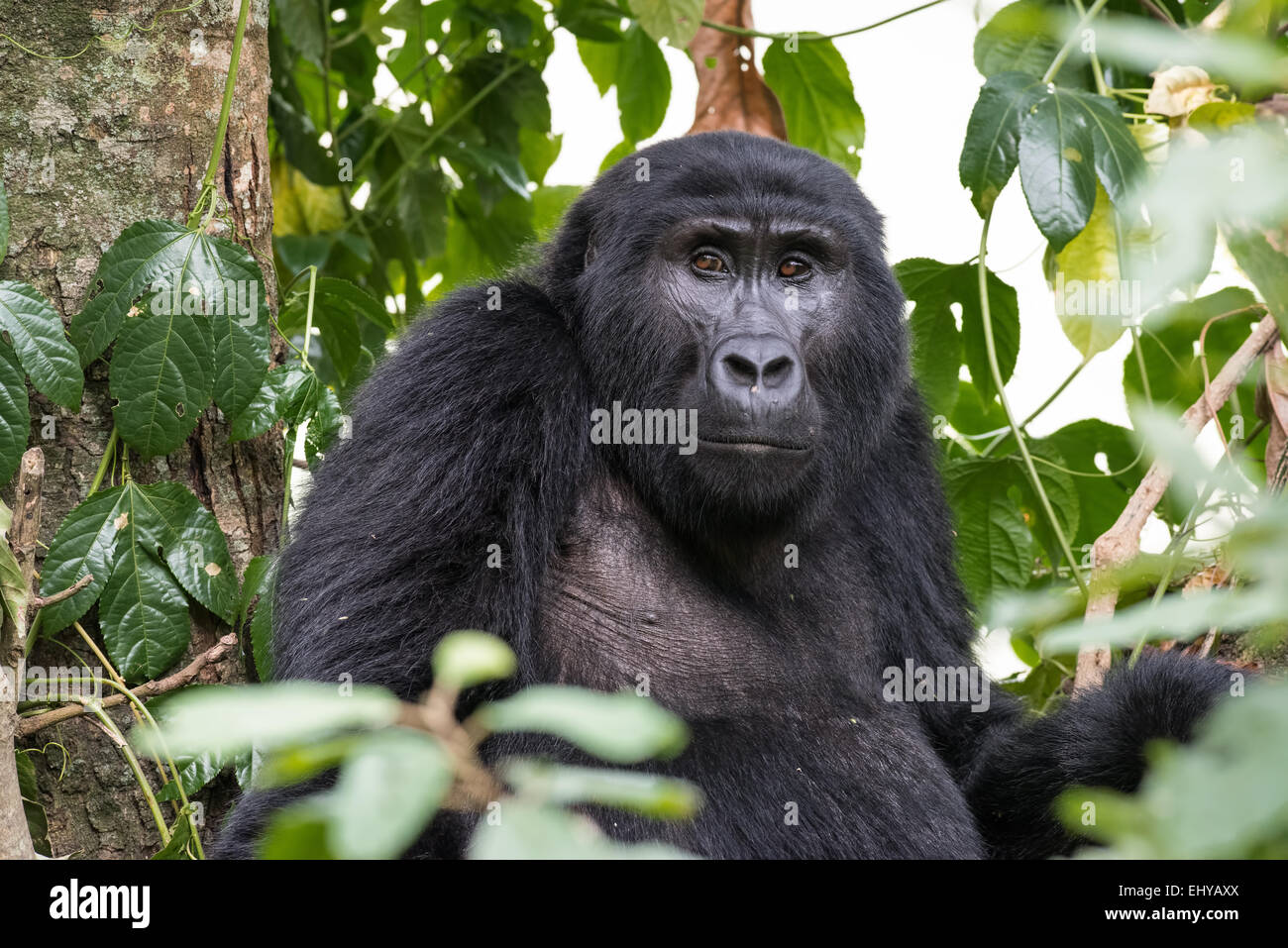 Gorilla di Montagna in alberi, Gruppo Rushegura, Uganda Foto Stock