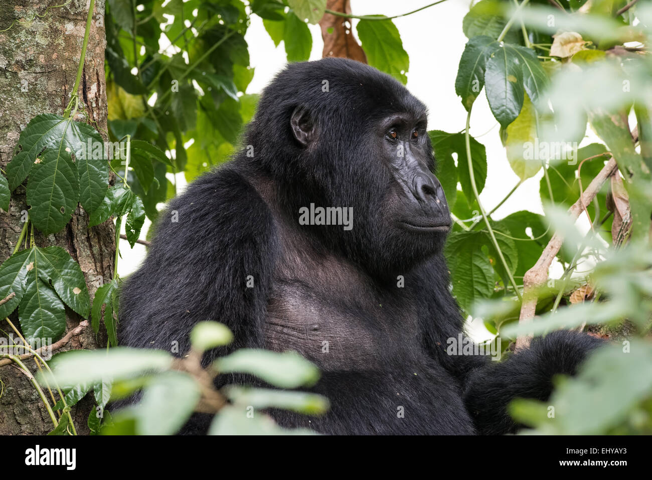Gorilla di Montagna in alberi, Gruppo Rushegura, Uganda Foto Stock